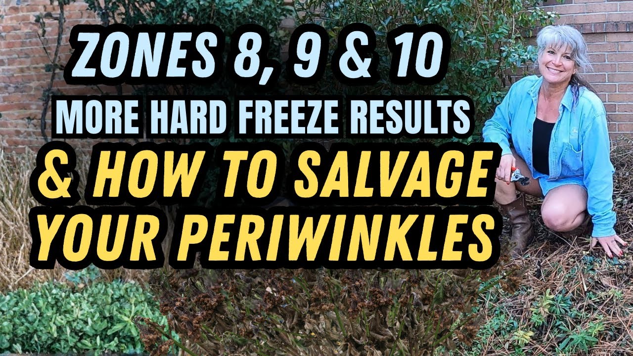 Zones 8-10 Perennials Green after 20°F - Freeze Test Results Part 2 (PLUS Rescuing Periwinkles)