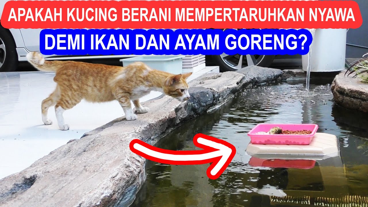 EKSPERIMEN APAKAH KUCING BERANI MEMPERTARUHKAN NYAWANYA DEMI AYAM GORENG DAN IKAN?