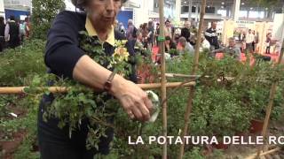 Coltivazione e potatura delle rose rampicanti