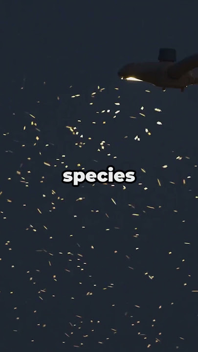 This Spider Uses Live Fireflies As Bait