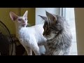 Maine Coon VS Cornish Rex - Funny Compilation