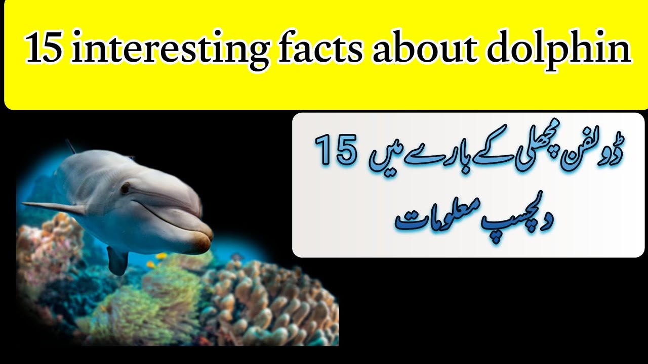 interesting facts about dolphin fish. - YouTube