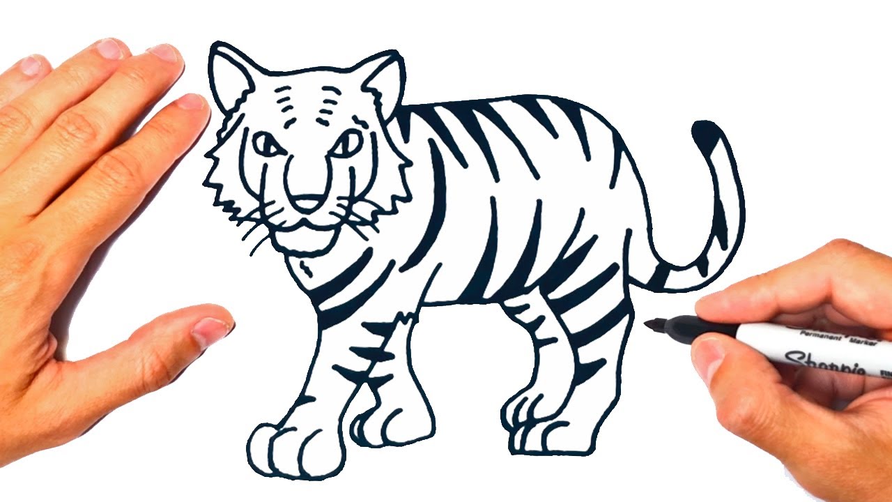 Como dibujar un tigre blanco