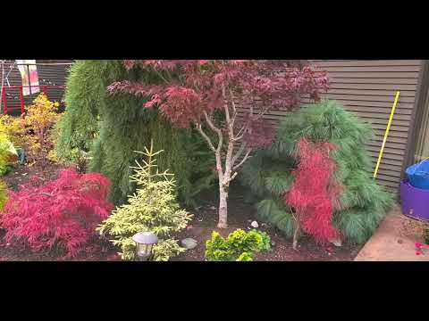 Video: Jack Frost Maple Trees - Իմացեք Northwind ճապոնական թխկի ծառի մասին