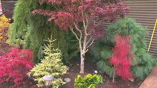 Japanese Maple trees - Charlie Morgan's Amazing Maples & Crazy conifers