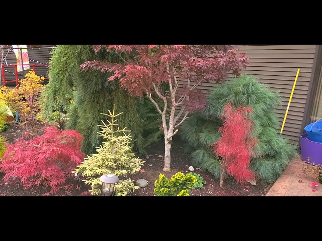 maple 笑主70点 Japanese Maple trees - Charlie Morgan's Amazing Maples
