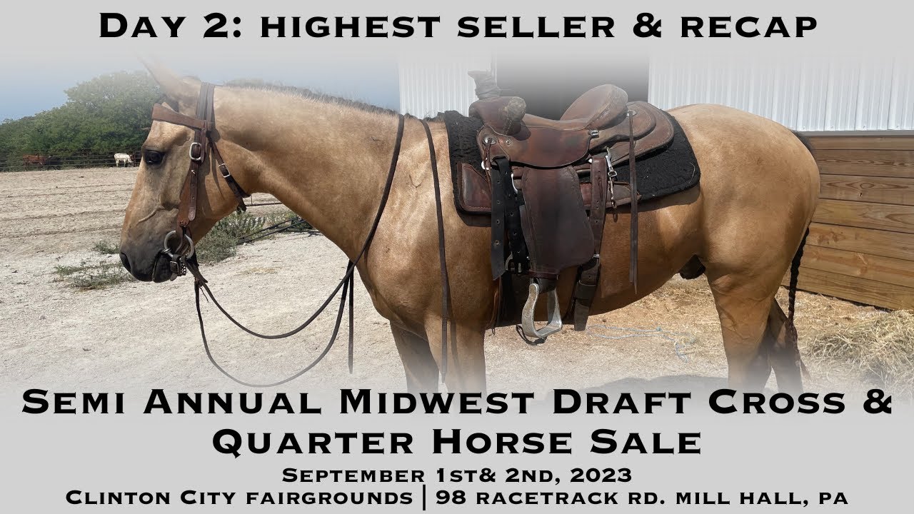 Day 2 Highest Seller from the Semi Annual Midwest Draft Cross & Quarter