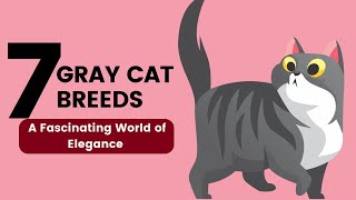 7 Gray Cat Breeds  A Fascinating World of Elegance