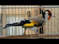 بتبتة ان لم يتفاعل معها فأنت تربي انثى جنونية وفيديو رائعcarduelis carduelis 😘