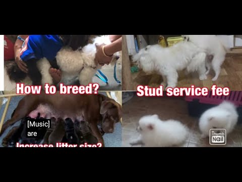 How and when to breed your dogs