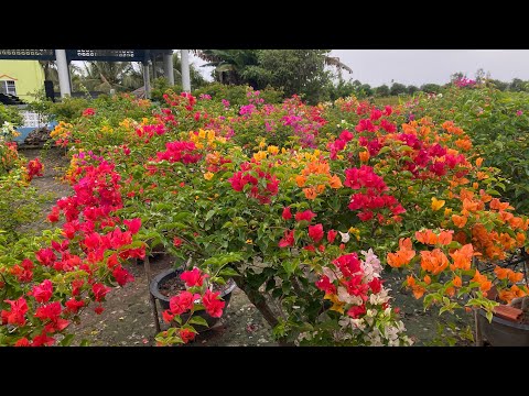 Video 19/9 giao lưu hoa giấy siêu hoa bonsai: thái ngũ sắc,... - youtube