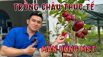 Mận hồng mst trồng chậu như thế nào có thật sự cho trái quanh năm hay không cùng xem hết video với e