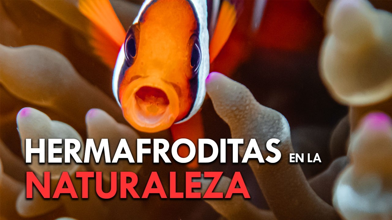 CAMBIO de SEXO en el MUNDO ANIMAL