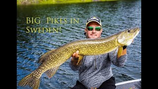 BIG Pike in Northern Sweden!
