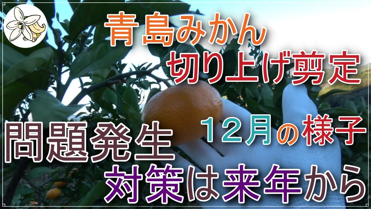Sharing the December pruning of Aoshima mandarin oranges - YouTube