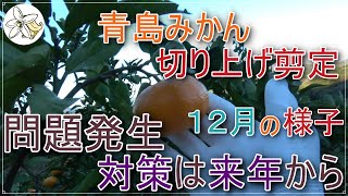Sharing the December pruning of Aoshima mandarin oranges - YouTube