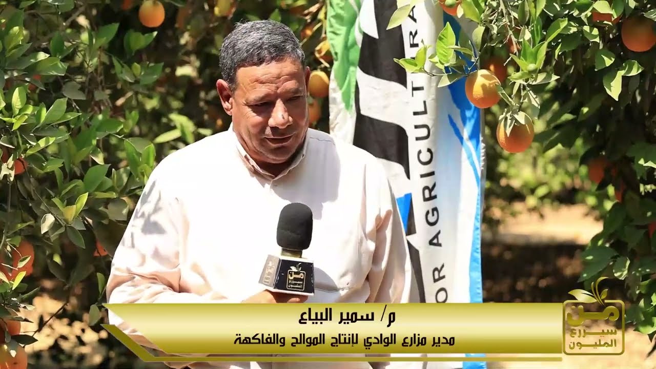 تعالوا نشوف ملوك البرتقال الصيفي.. بيزرعوا 1000 فدان في وادي النطرون والإنتاج مذهل