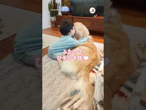 大好きだよ♡と言ってます🥹💕｜PECO #犬と男の子 #ゴールデンレトリバー #ゴールデンレトリバー大好き #dogandboy #goldenretriever