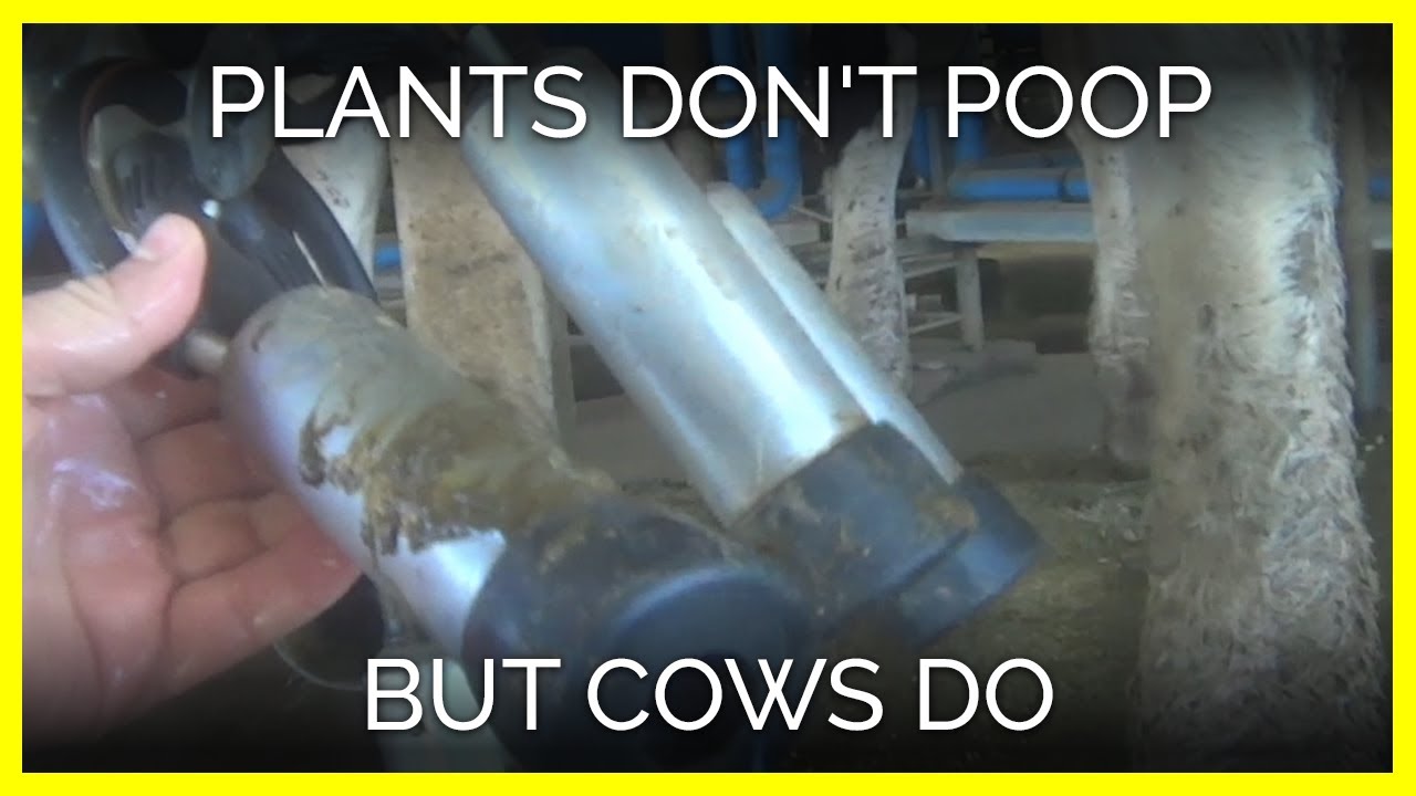 Plants Don't Poop but Cows Do YouTube