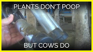 Plants Don't Poop but Cows Do