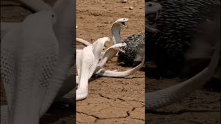 Albino Cobras Vs Porcupines Brutal Battle And Bloody Aftermath