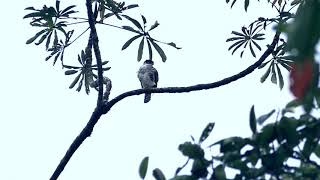 HBT - Accipiter collaris - Semicollared Hawk