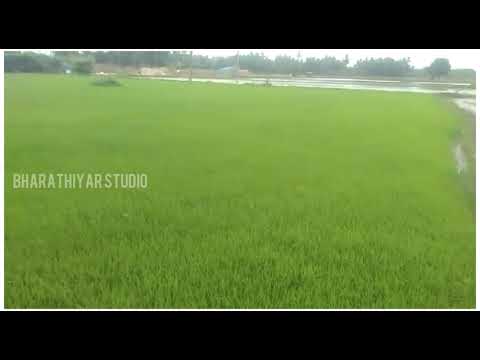 AYYAPPANUM KOSHIYUM MOVIE SONG IN TAMIL NUDE VILLAGE OUTDOOR VIDEO