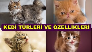 En Sevimli, En Popüler Kedi Türleri ve Özellikleri- En Çok İlgi Gören Kedi Cinsleri