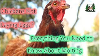 Chickens Losing Feathers? | Signs of Molting & How to Help