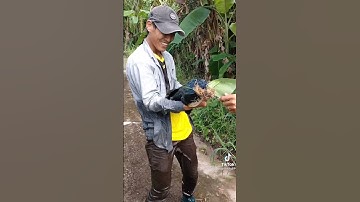 Cá lóc khủng rừng u minh