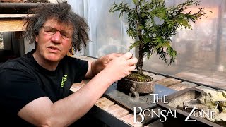 Little Cedar Spirit Tree and the Witches Tree Bonsai, Part 2, The Bonsai Zone, April 2020
