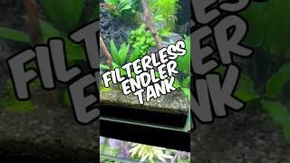 Endler Guppy Tank Update - One Of My Filterless, Walstad Method Planted Tanks