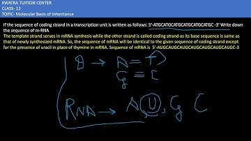 11. If the )sequence of coding strand in a transcription unit is written as follows: 5