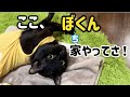 【保護猫】下半身付随になった人馴れしていない野良猫が愛情たっぷり生活を送ると…黒猫と私の記録#2