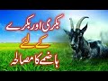 Digestive Spices For Goats بکری اور بکرے کے لئے ہاضمے کا مصالحہ
