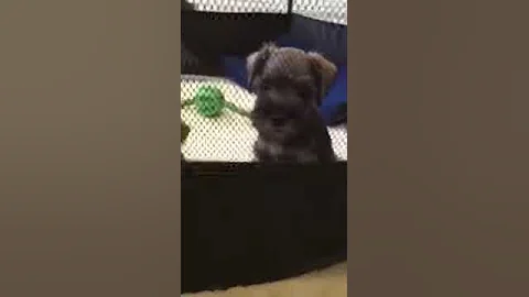 Miniature Schnauzer Puppy Throwing a Tantrum