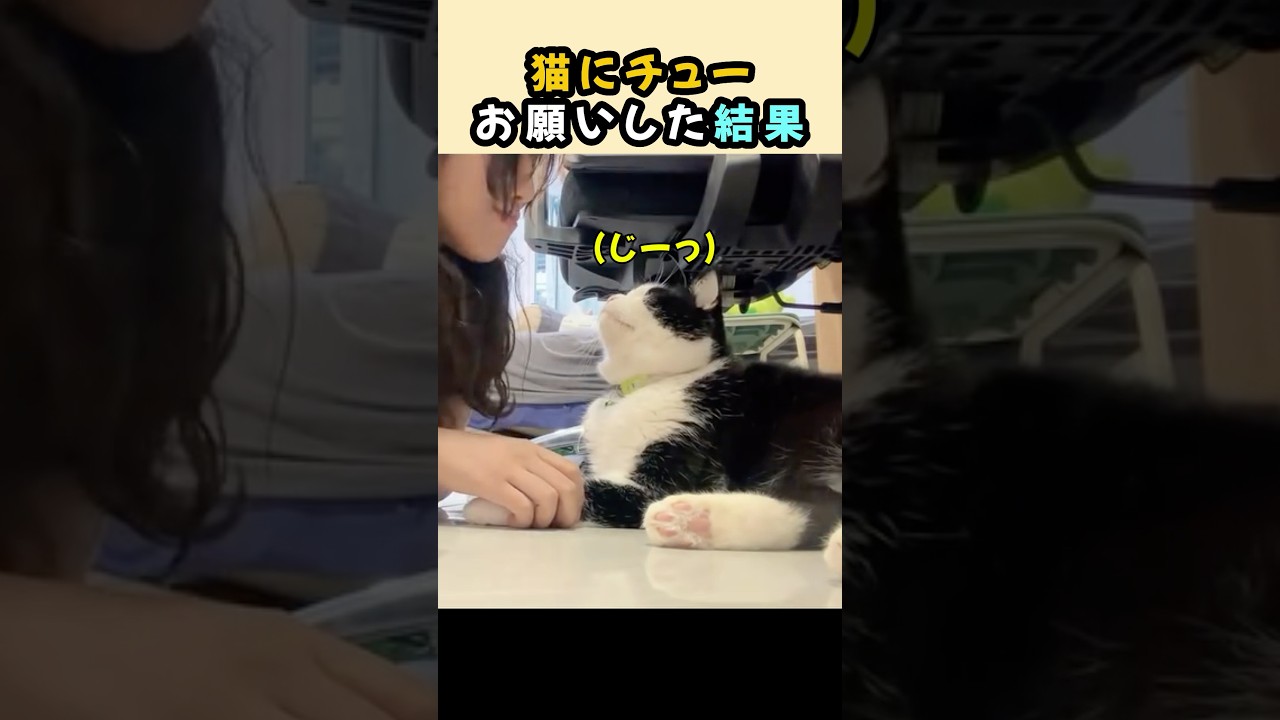 猫にチューお願いしてみた結果