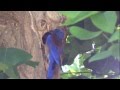 Newborn Western Bluebirds Newborn Western Bluebirds