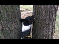 Пошук смаколиків в корі дерева