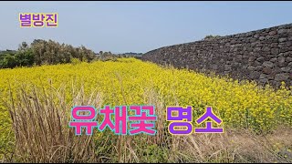 제주도 유채꽃 명소 (별방진, 산방산 앞)