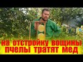 Если не ставить вощину пчелам что будет? Сколько пчелы тратят меда для выделения 1 кг воска