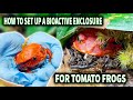 Building a bioactive terrarium habitat for tomato frogs