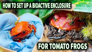 Building a Bioactive Terrarium Habitat for Tomato Frogs!