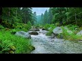 Refreshing Ambience | River Sounds Birds Chirping in Forest Stream for Morning Routine and Focus