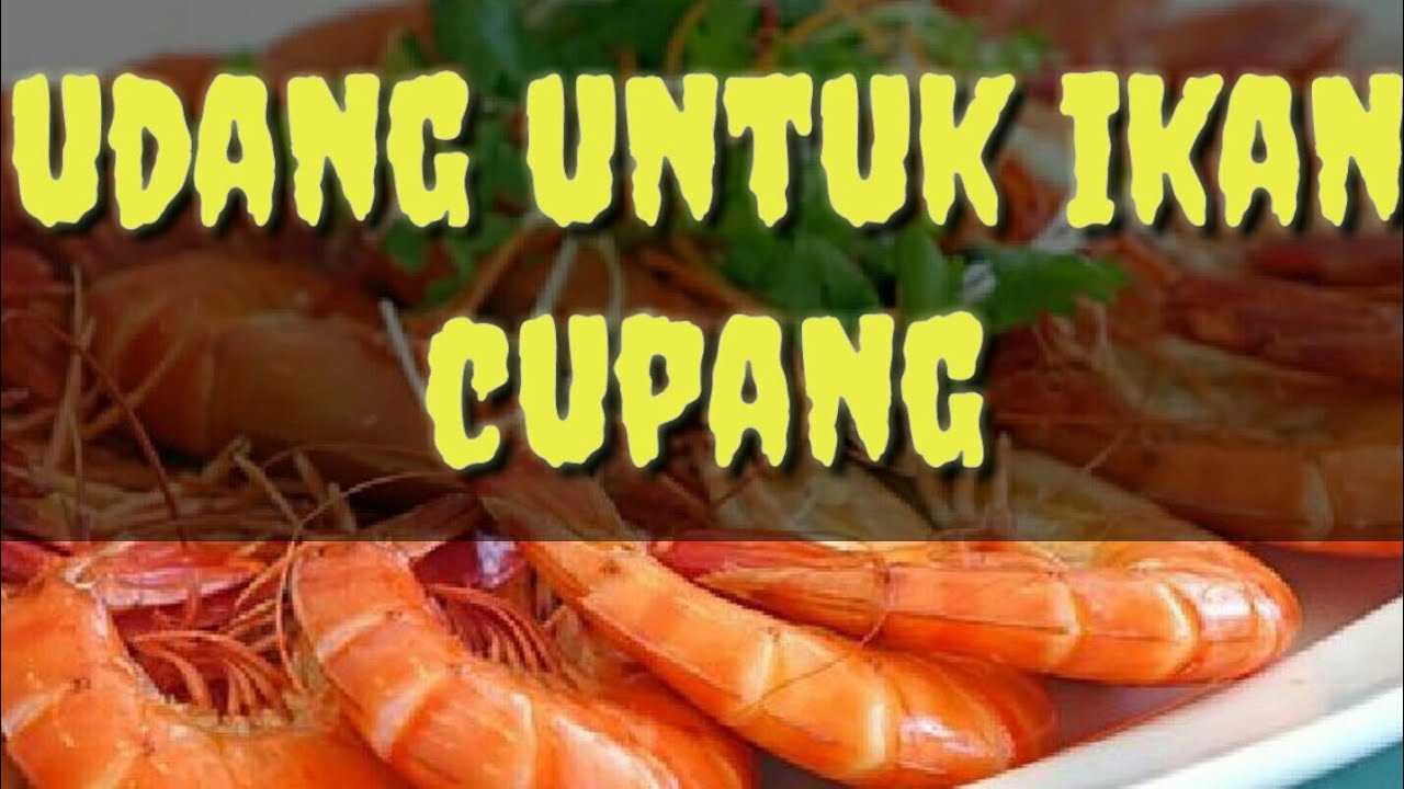 IKAN CUPANG SUKA UDANG 