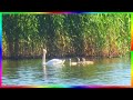 Лебеди летом Семейное счастье🦢🦢