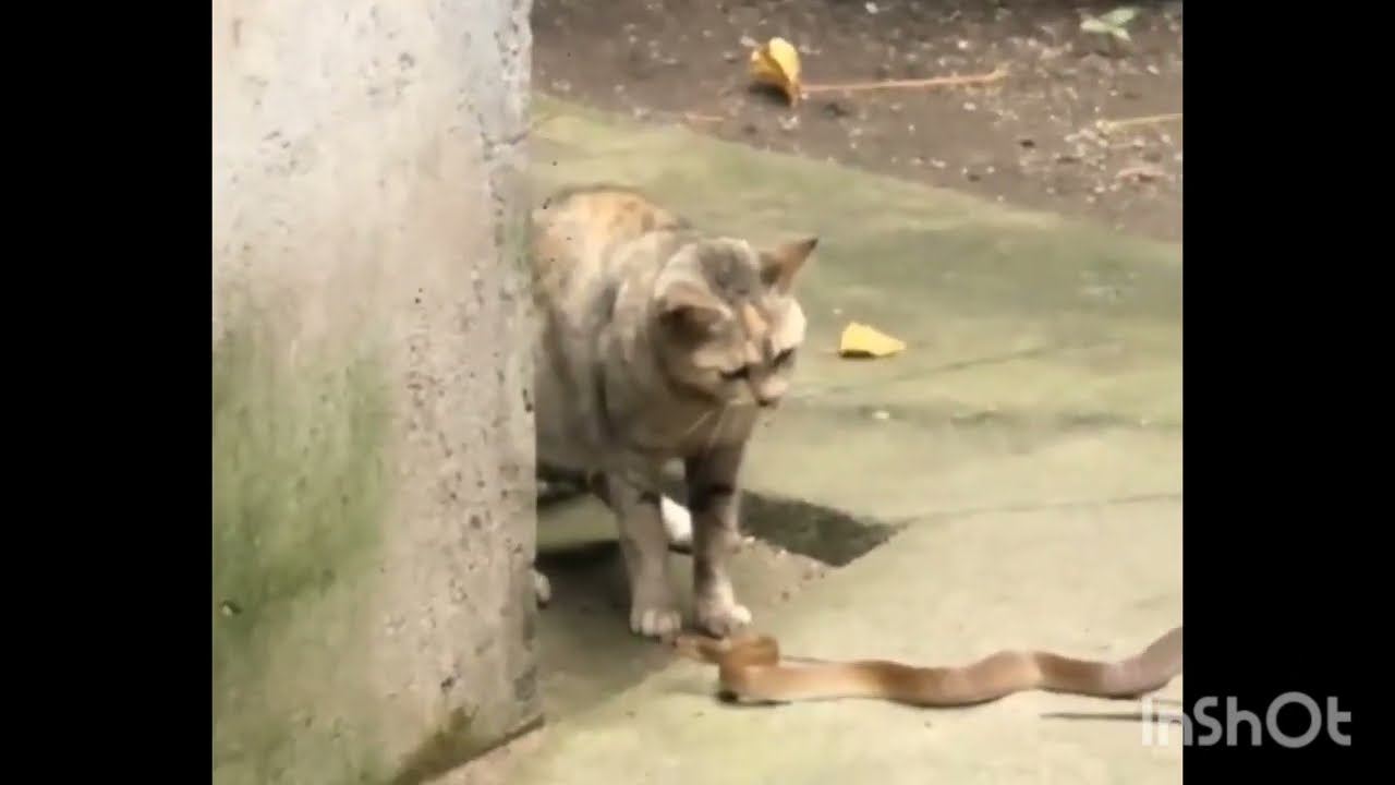 Snake vs cat fight 🐈&🐍#cat #straycat #kitten 