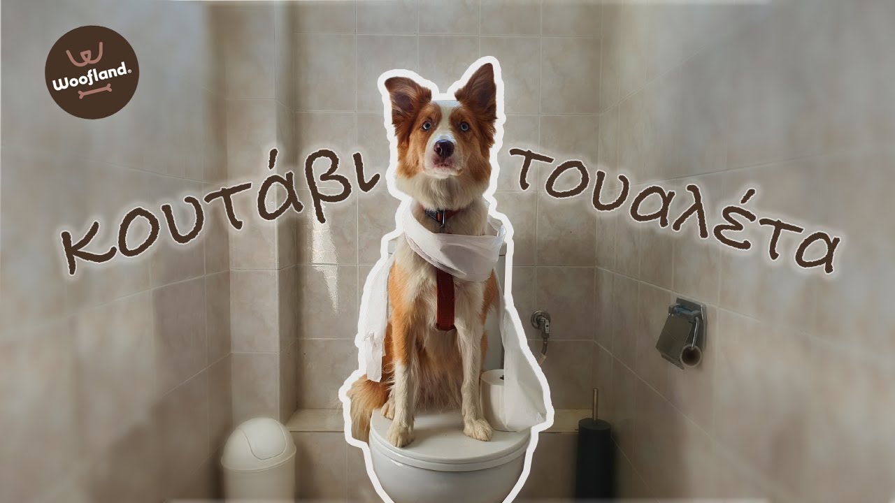 Εκπαίδευση σκύλου για την Τουαλέτα | Talk2Puppy Επ. 8