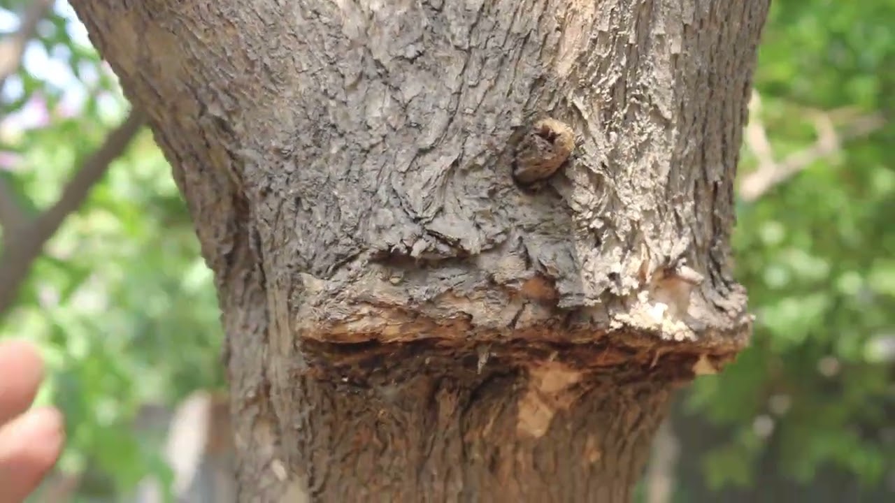 HOW REMOVE TREE GURDS FROM TREE / When should you remove tree guards?