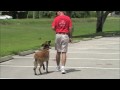 Dog Training 5615435583-Sit Means Sit of Palm Beach County- K9 Practice Dog Training 5615435583-Sit Means Sit of Palm Beach County- K9 Practice
